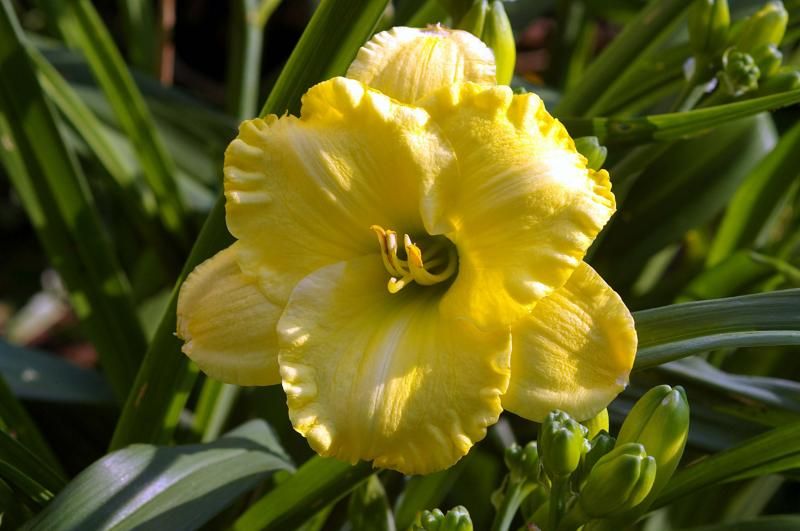 Yukon Spring photo Daylily-YukonSpring02_zps53789943.jpg